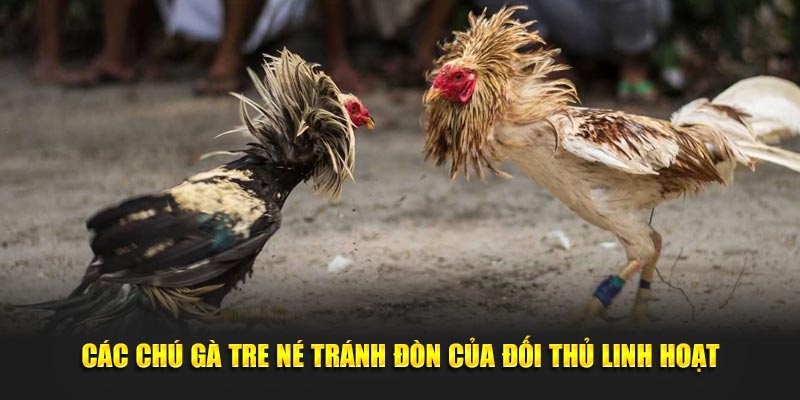 Các chú gà tre né tránh đòn của đối thủ linh hoạt