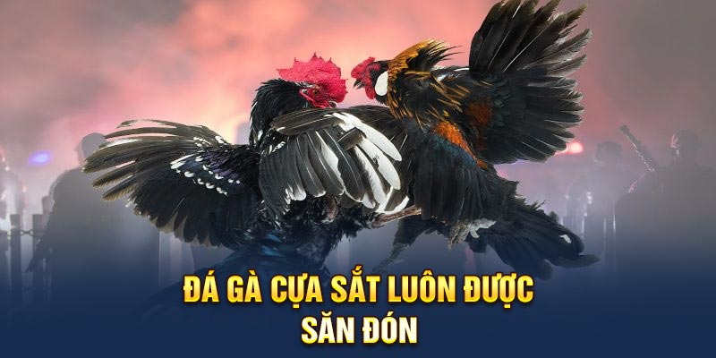 Đá gà cựa sắt luôn được nhận săn đón 