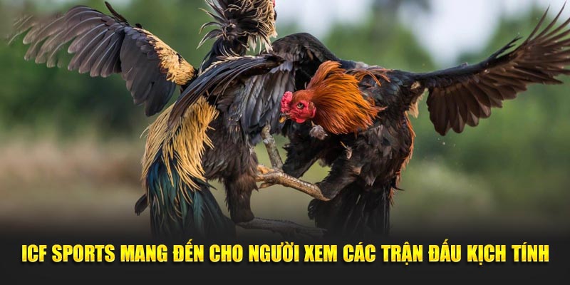 ICF Sports mang đến cho người xem các trận đấu kịch tính