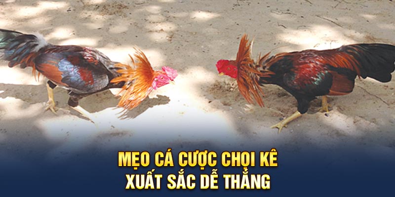 Mẹo cá cược chọi kê xuất sắc dễ thắng 