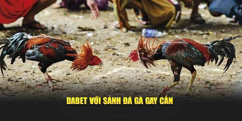 Dabet với sảnh đá gà gay cấn